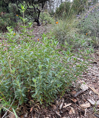 plant material shot
