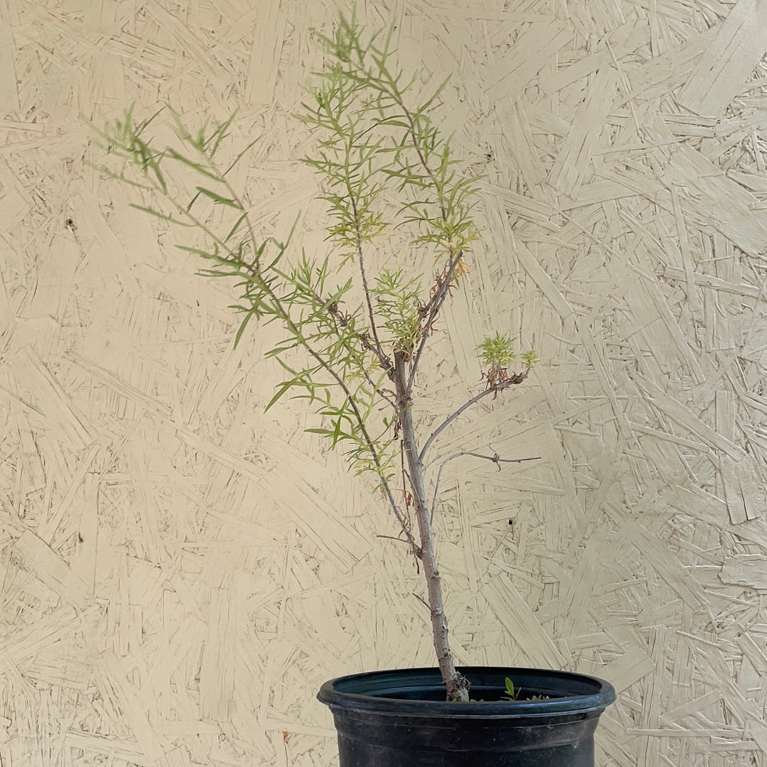 Artemisia palmeri (San Diego Sagewort)