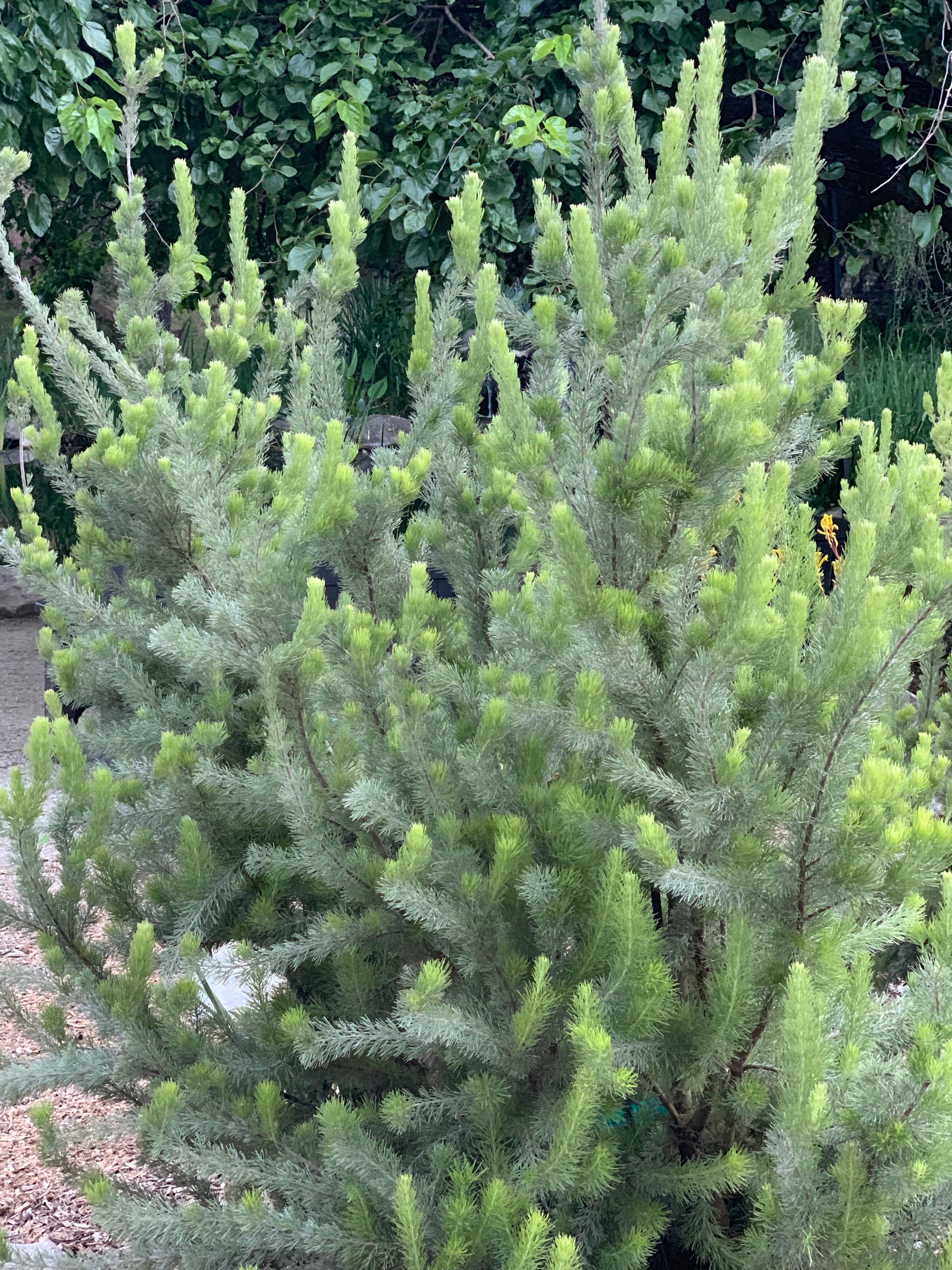 plant material shot