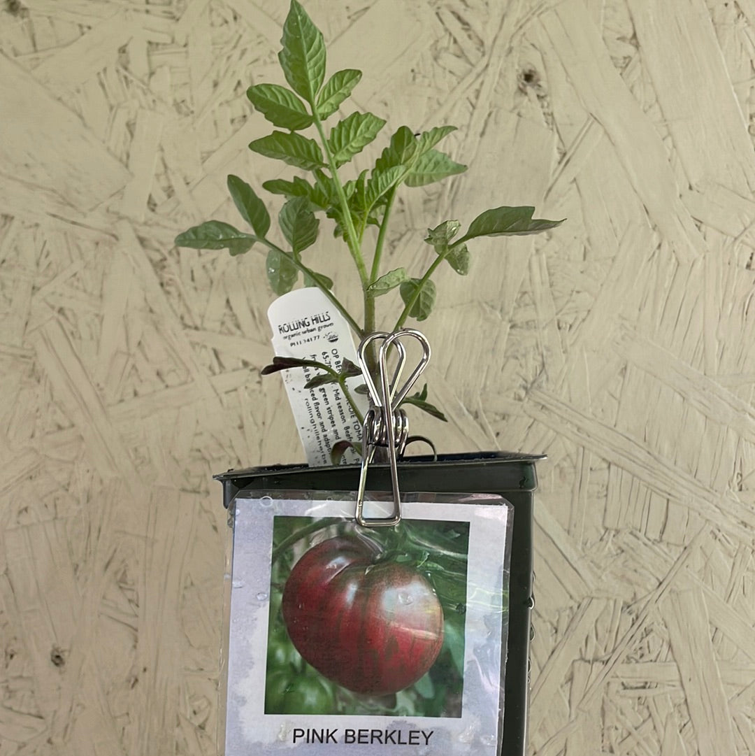 Organic Berkeley Tie Die Tomato - Please call shop for availability