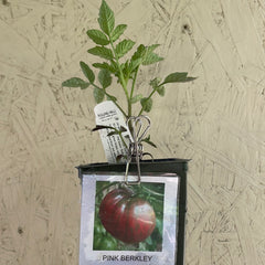 Organic Berkeley Tie Die Tomato - Please call shop for availability