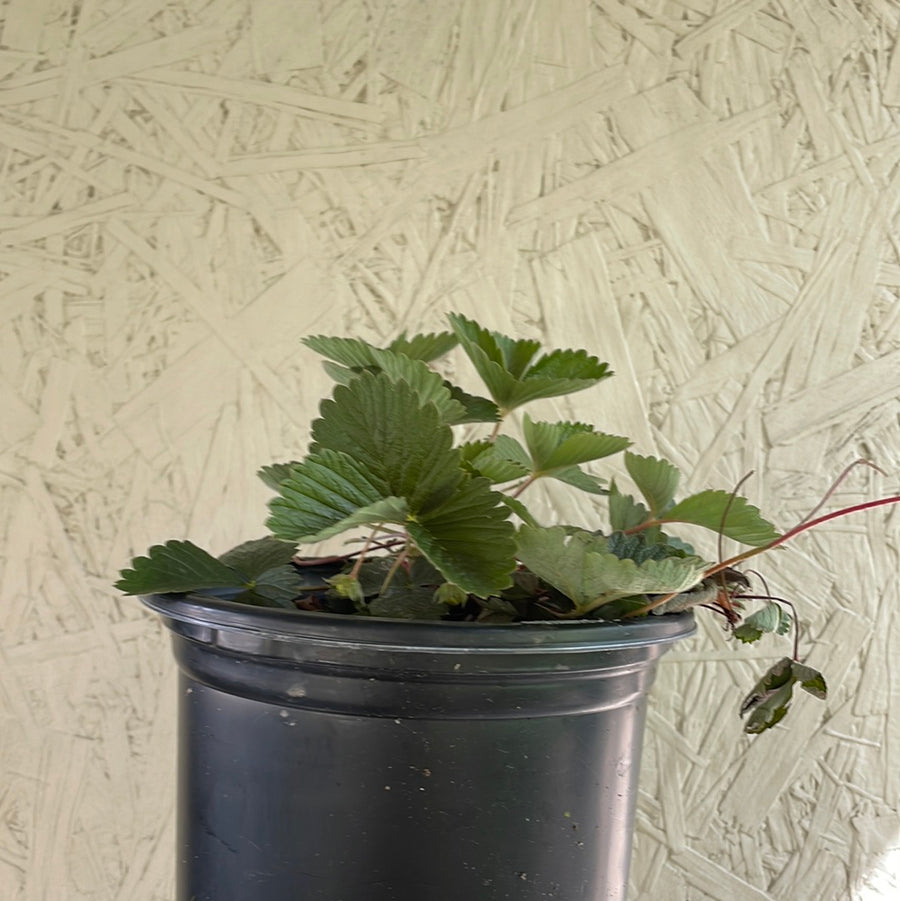 Fragaria vesca ssp. Californica (strawberry)