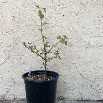 Fremontodendron californicum (Flannel Bush)