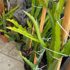 Hylocereus undatus (white-fleshed pitaya, dragon fruit)