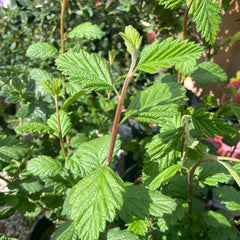 Holodiscus discolor, Cream Bush