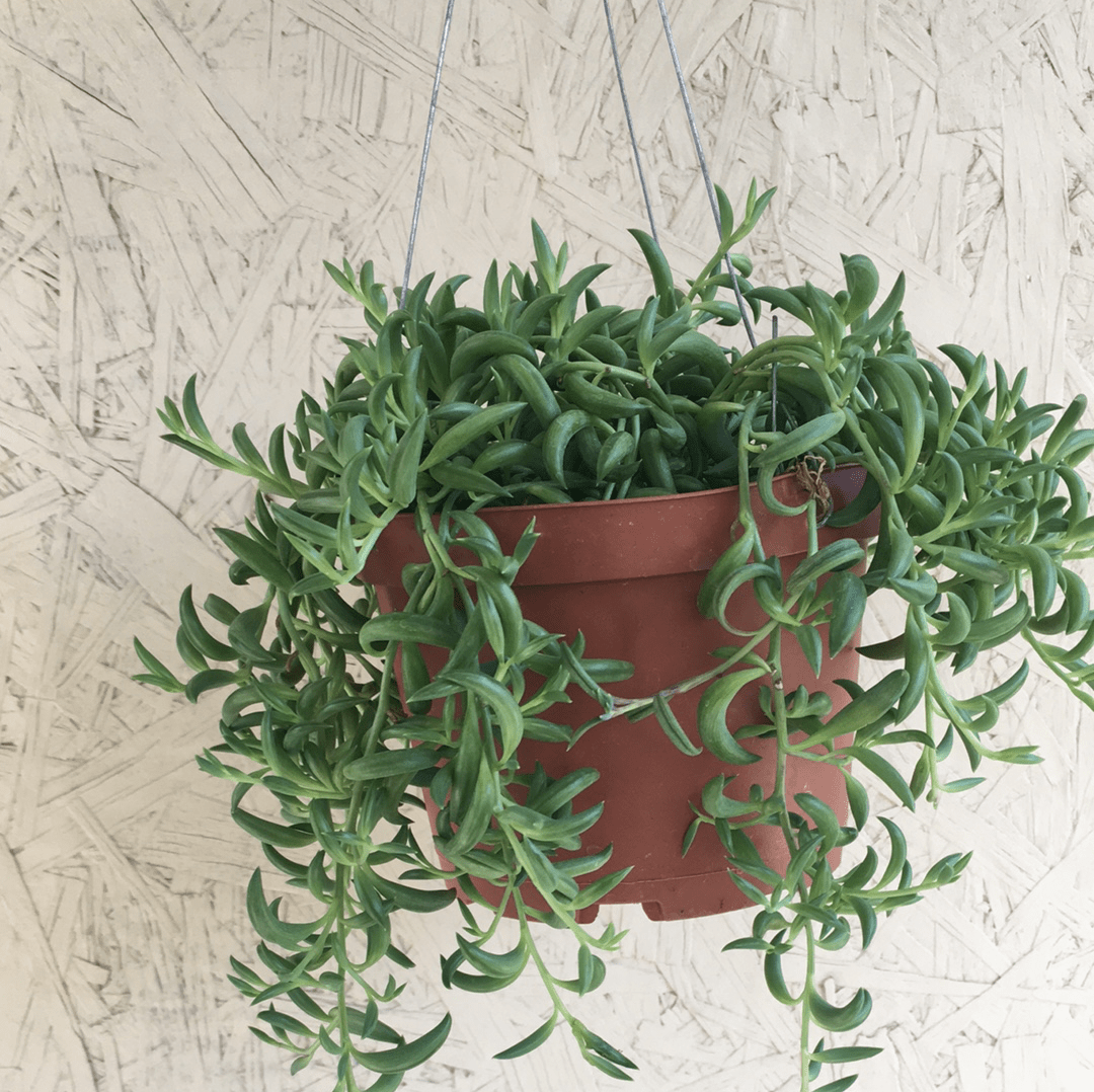 Senecio radicans, String of bananas 6" Pot