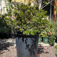 Arctostaphylos 'Sunset', Sunset Manzanita