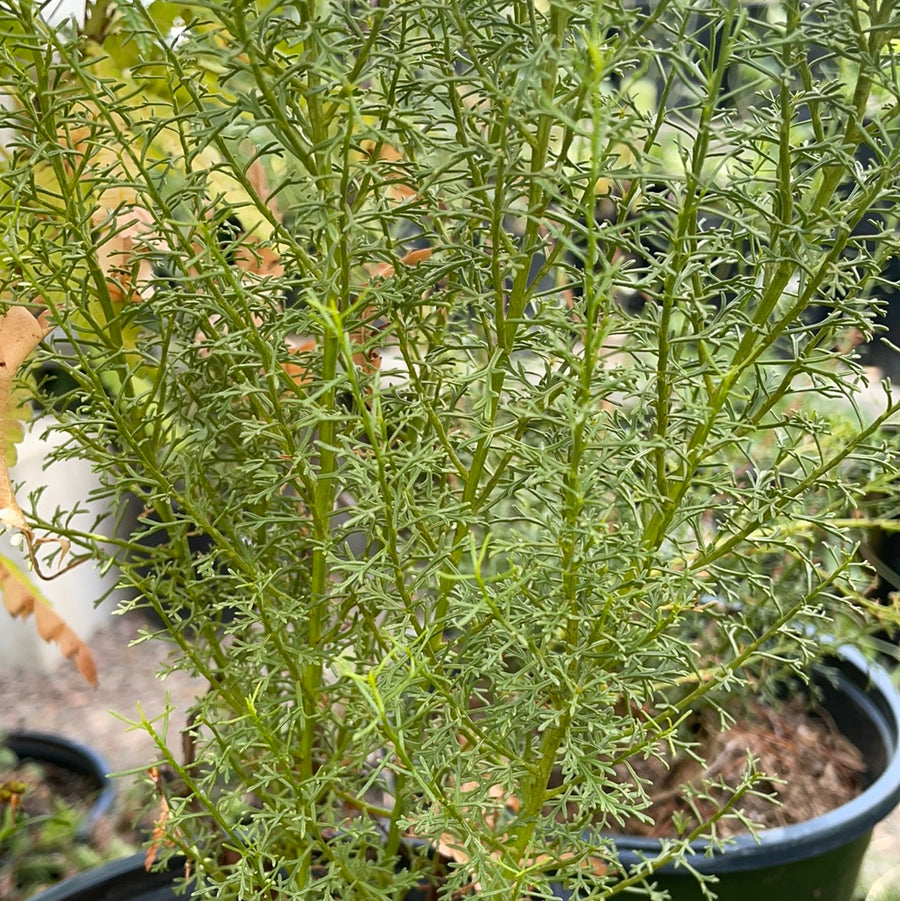 Adenostoma sparsifolium, Red Shanks