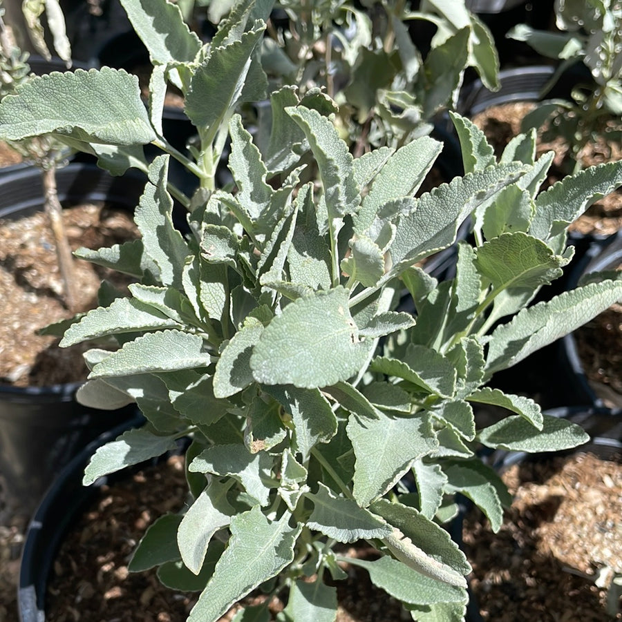 Salvia vaseyi, Scallopleaf Sage
