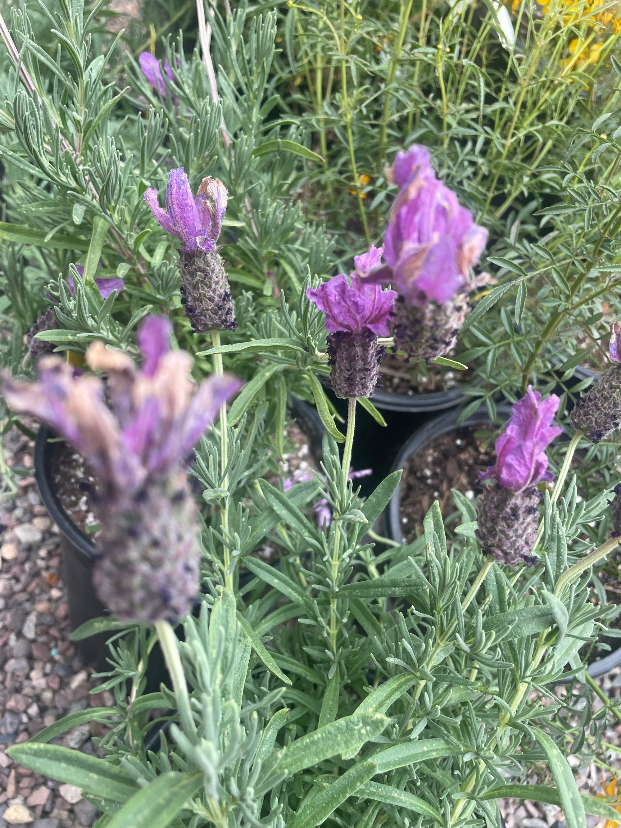 Lavandula stoechas ‘Violet Lace’