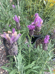 Lavandula stoechas ‘Violet Lace’