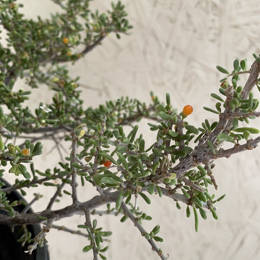 Lycium californicum, California Box Thorn Berries