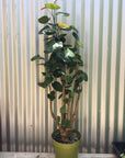 Polyscias scutellaria (aralia fabian stump)