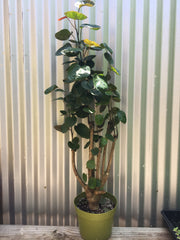 Polyscias scutellaria (aralia fabian stump)