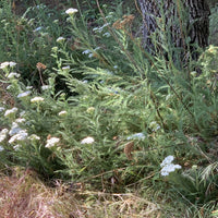 Achillea millefolium, Common yarrow in nature by Plant Material