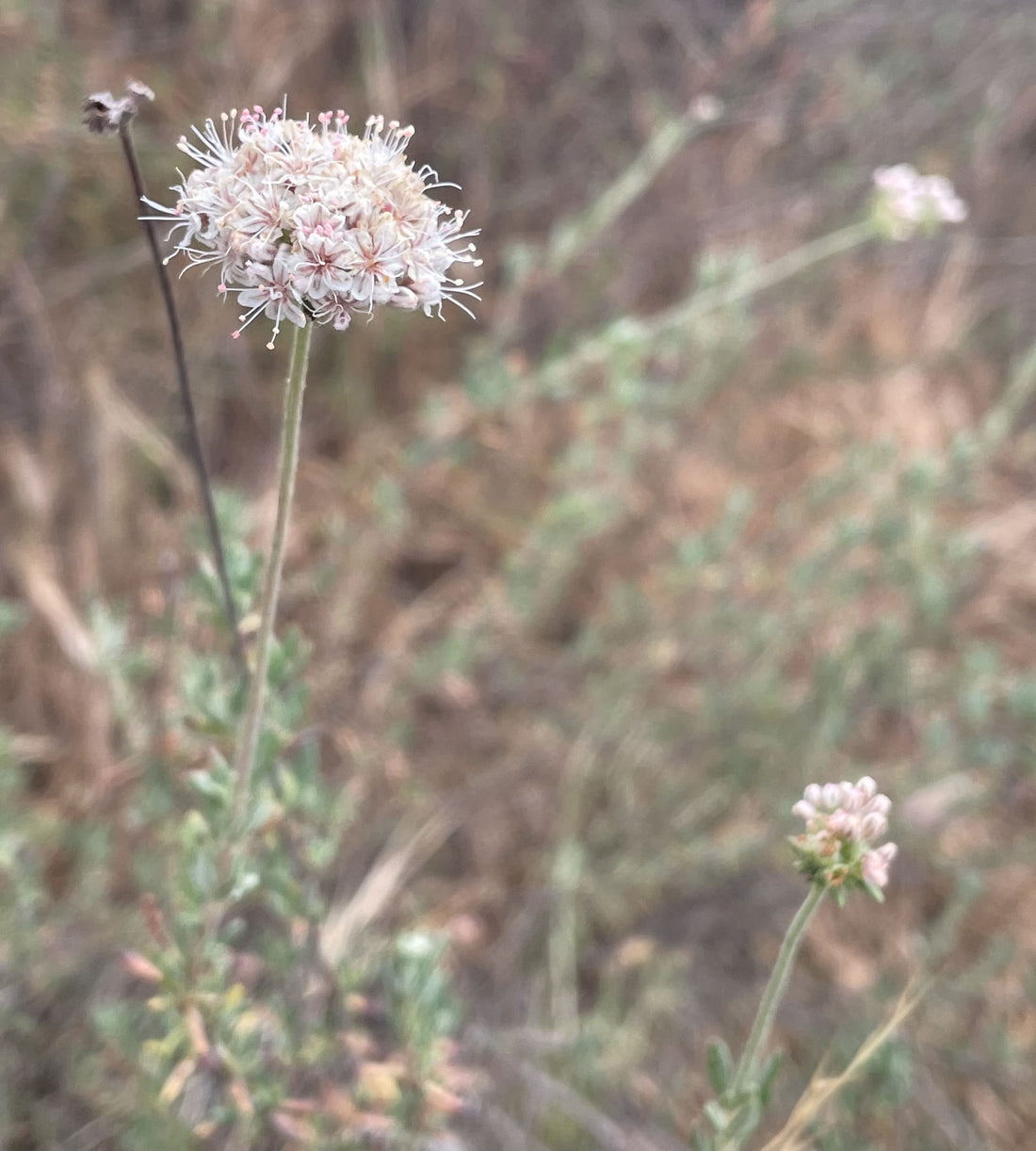Eriogonum fasciculatum, California buckwheat Plant Material
