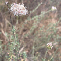 Eriogonum fasciculatum, California buckwheat Flower
