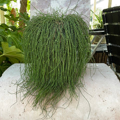 Casuarina glauca 'Cousin It'