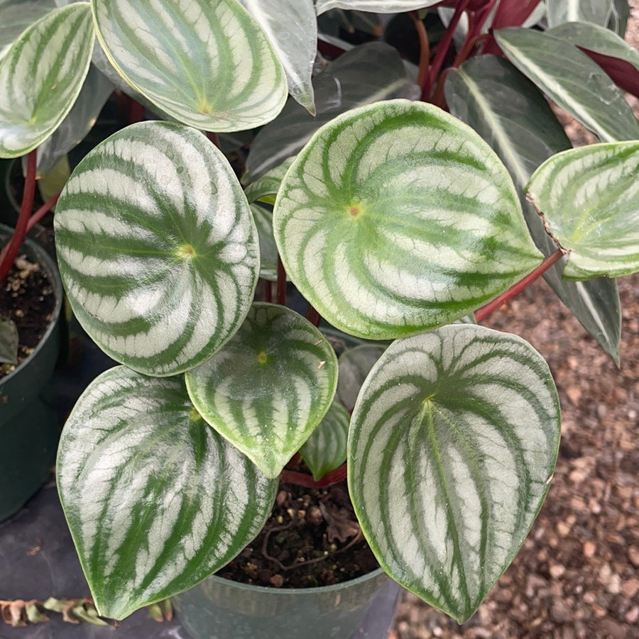watermelon pothos plant Watermelon Peperomia – Plant Material