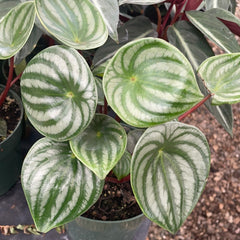 Watermelon Peperomia