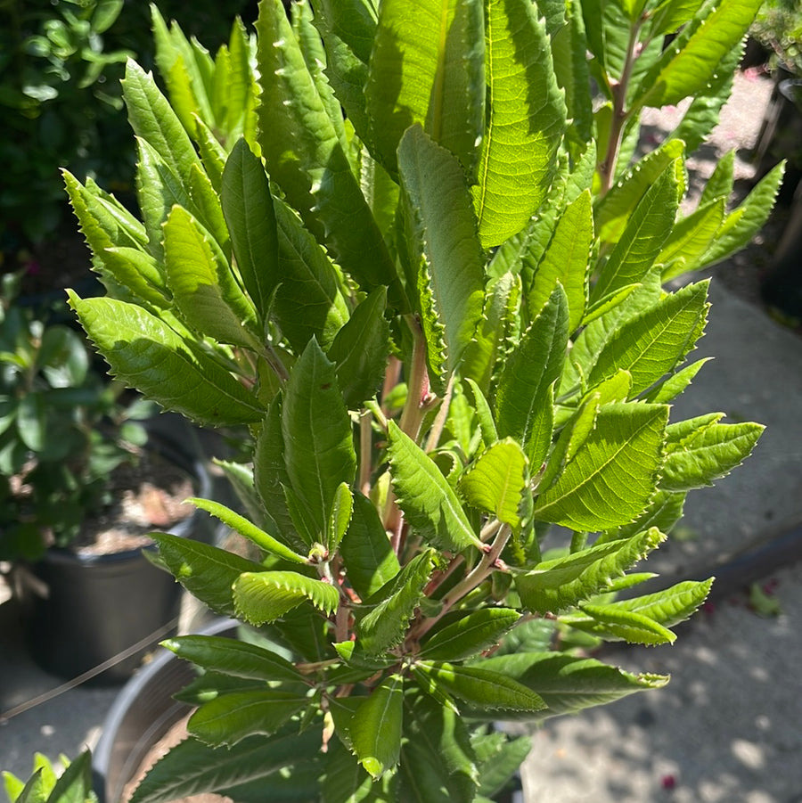 Comarostaphylis diversifolia, Summer Holly