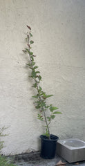 Alnus rhombifolia, California Big Tree 1 Gallon