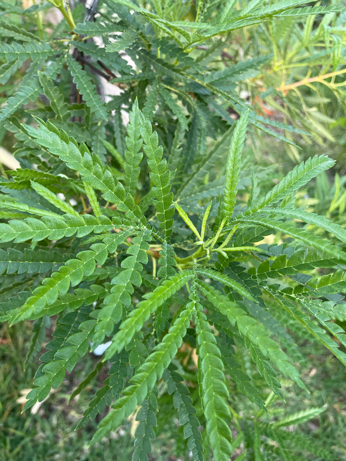 Lyonothamnus floribundus ssp. asplenifolius