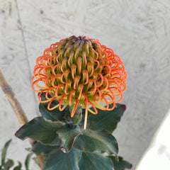 Leucospermum Sunrise