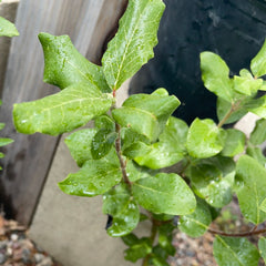 Garrya elliptica