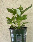 Scrophularia californica, California Figwort
