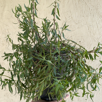 Monardella linoides ssp. viminea, (coyote mint)
