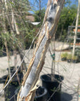 Acacia Willardiana, Palo Blanco