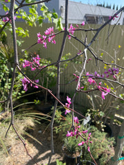 Cercis canadensis 'Covey'