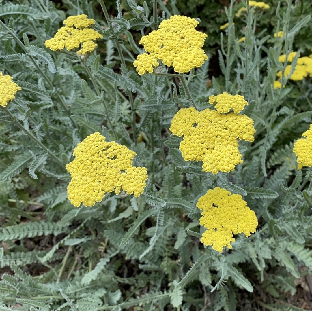 Achillea taygetea 'Moonshine' - Yellow Flowers and Silver Foliage by Plant Material