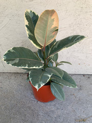 Ficus decora ‘Tineke’