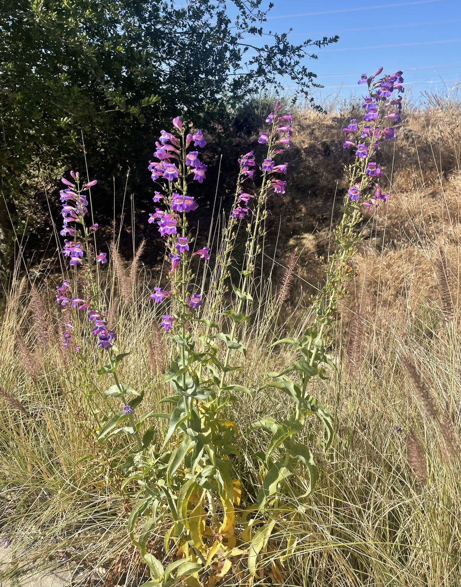Penstemon spectabilis, Showy Penstemon in Nature by Plant Material