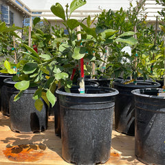 Owari Satsuma Mandarin, dwarf