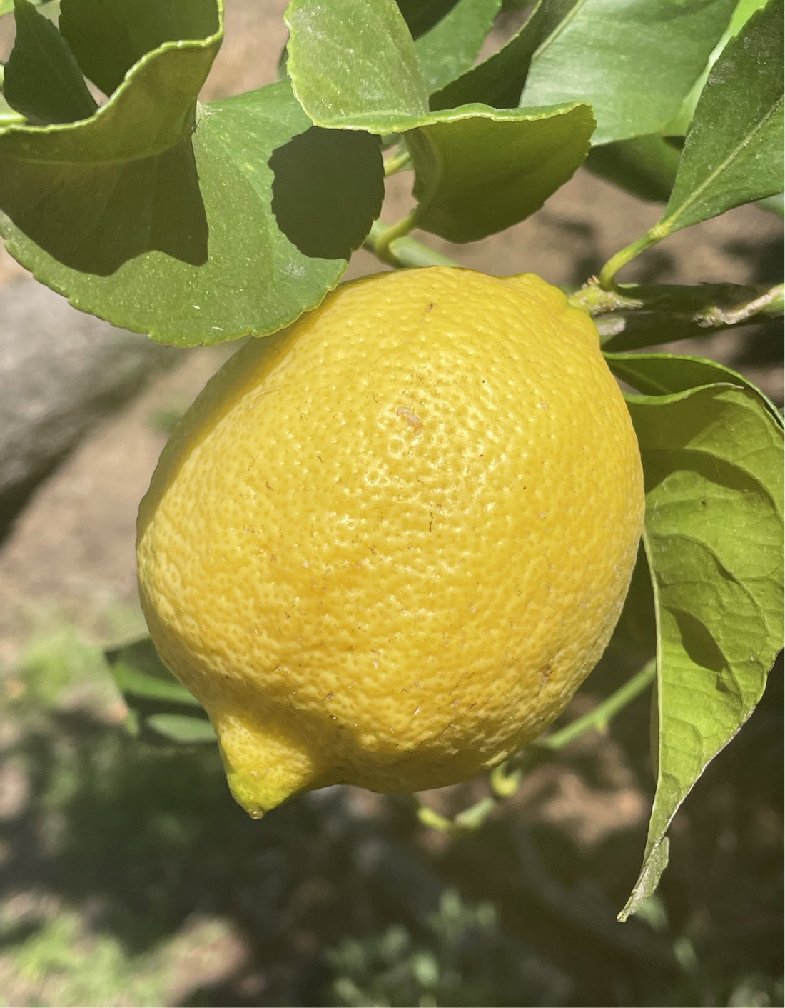 Eureka Lemon, semi-dwarf