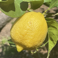 Eureka Lemon, semi-dwarf