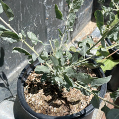Atriplex lentiformis 'Island Form' (big saltbush)