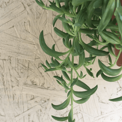 Senecio radicans, String of bananas