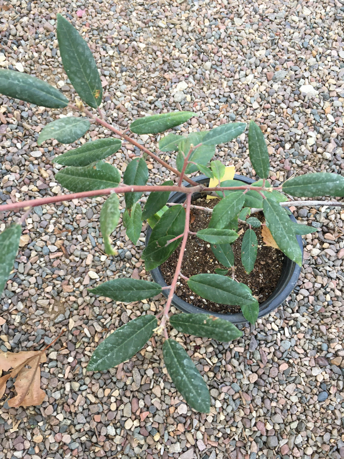 Frangula californica (coffeeberry)