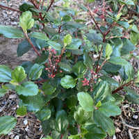Ribes viburnifolium, Evergreen Currant Foliage