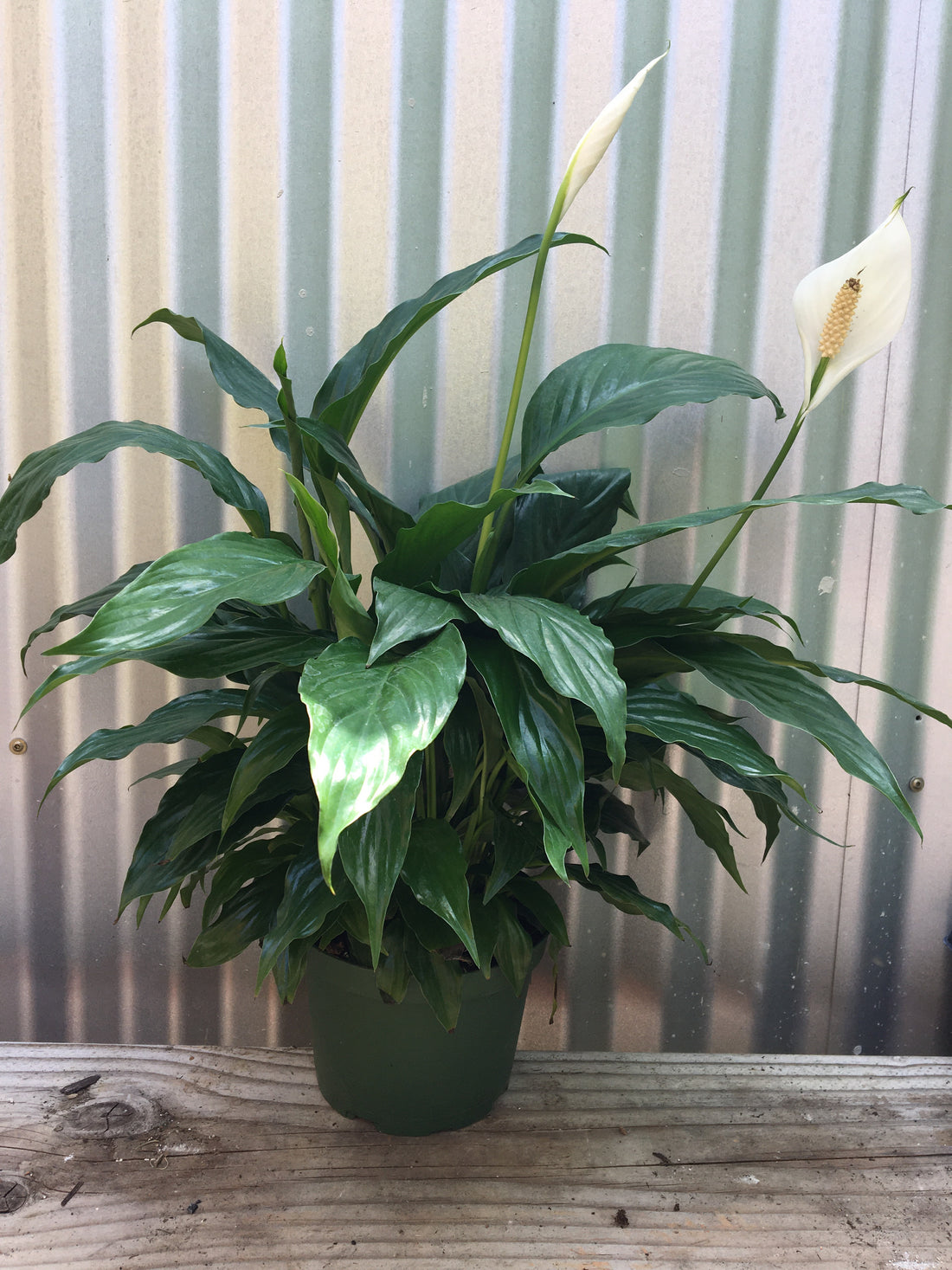 Spathiphyllum (peace lily)
