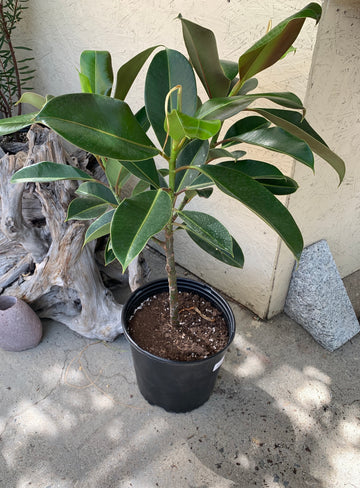 Ficus melanie