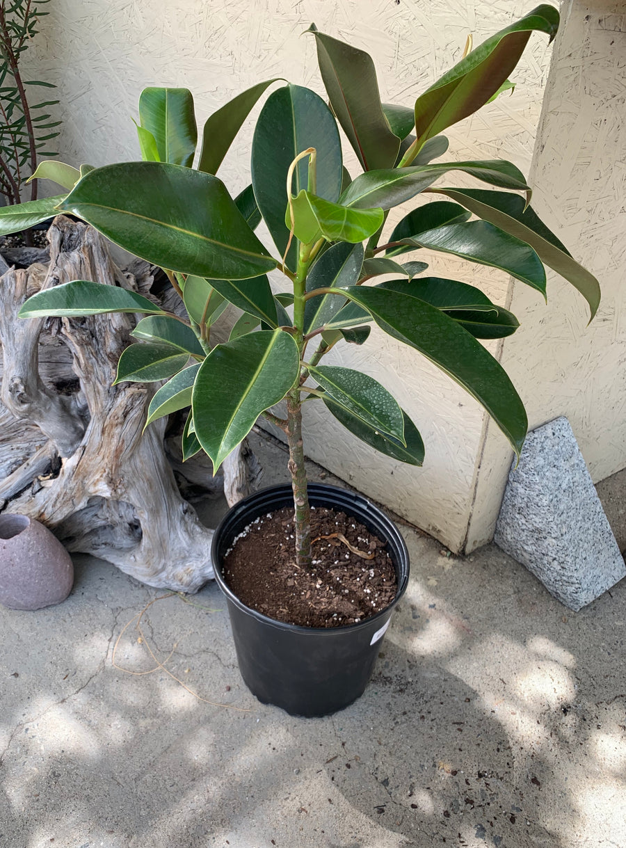 melany rubber tree Ficus Melanie