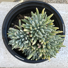 Dudleya hassei