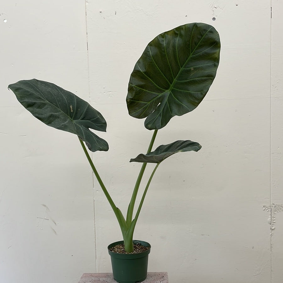 elephant ear plant alocasia regal shield Alocasia Regal Shields, Elephant ear