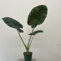 Alocasia Regal Shields, Elephant ear 6" Pot