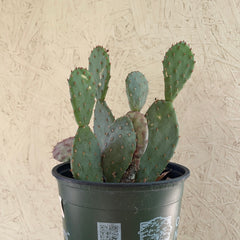 Opuntia 'Baby Rita'